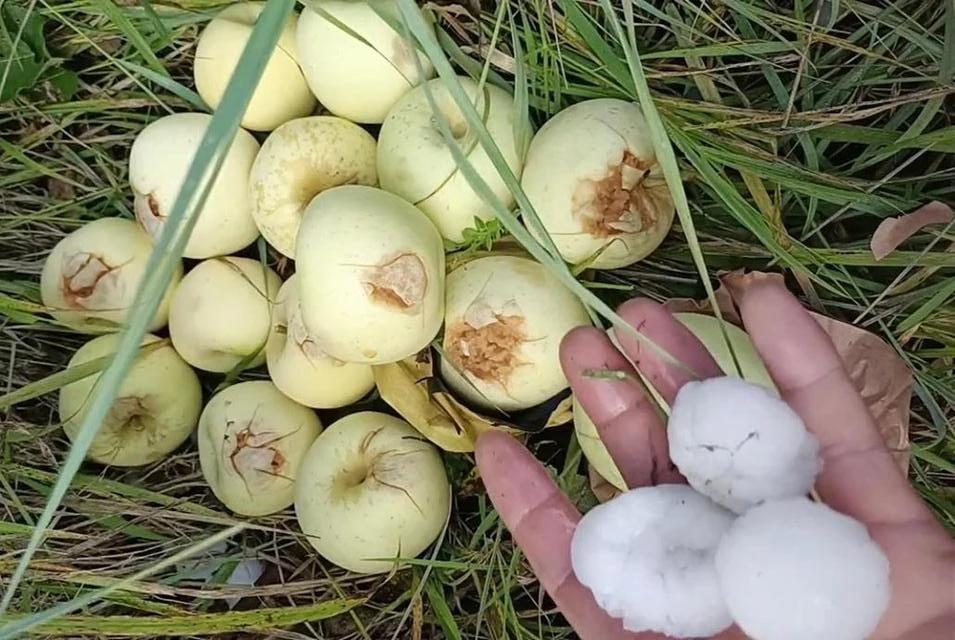 陕西苹果种植区遭冰雹袭击！农户的损失谁来赔？