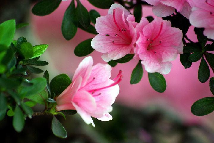 盆栽杜鹃花掉叶子怎么办,盆栽杜鹃叶子发黑怎么办