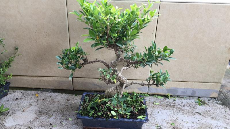 苹果盆景修剪技巧图解,新手也能学会的修剪盆景技巧