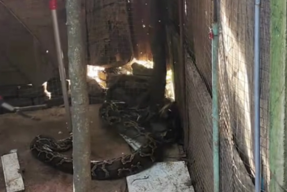 蟒蛇准备偷鸡吃被发现,巨大蟒蛇偷鸡被抓