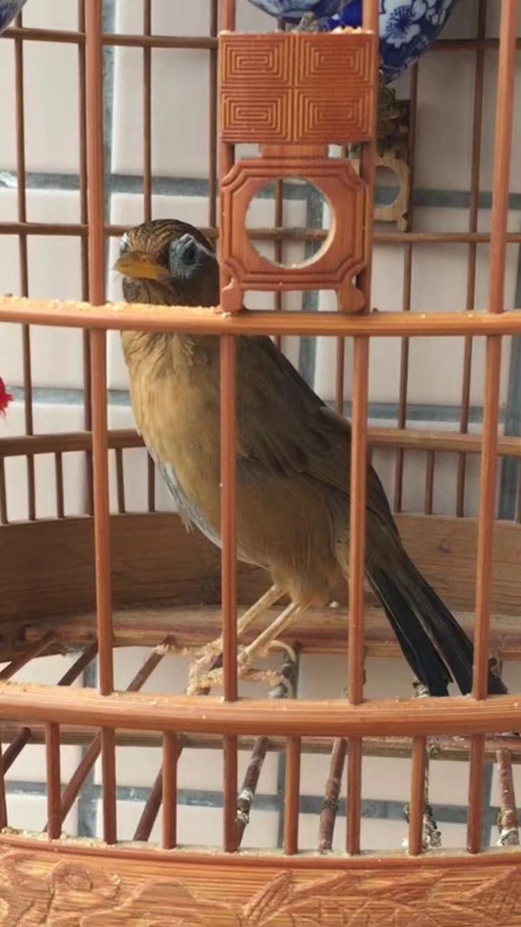 画眉鸟挑选的正确方法,画眉鸟入门基础知识