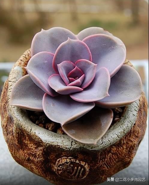 365种·常见花卉图谱，观果和多肉植物收藏篇