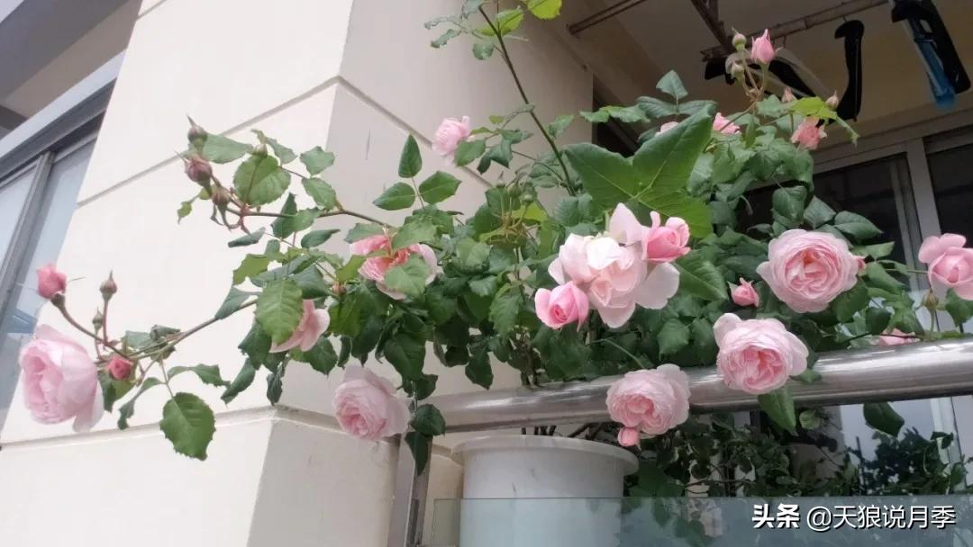 种一株玫瑰,种一株玫瑰间隔多远