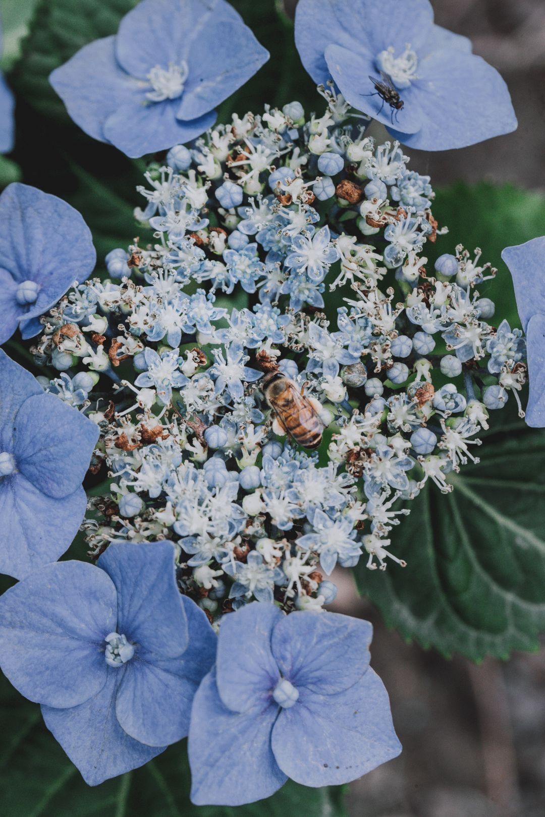 辰山植物园迎春花展,辰山植物园荷花展时间