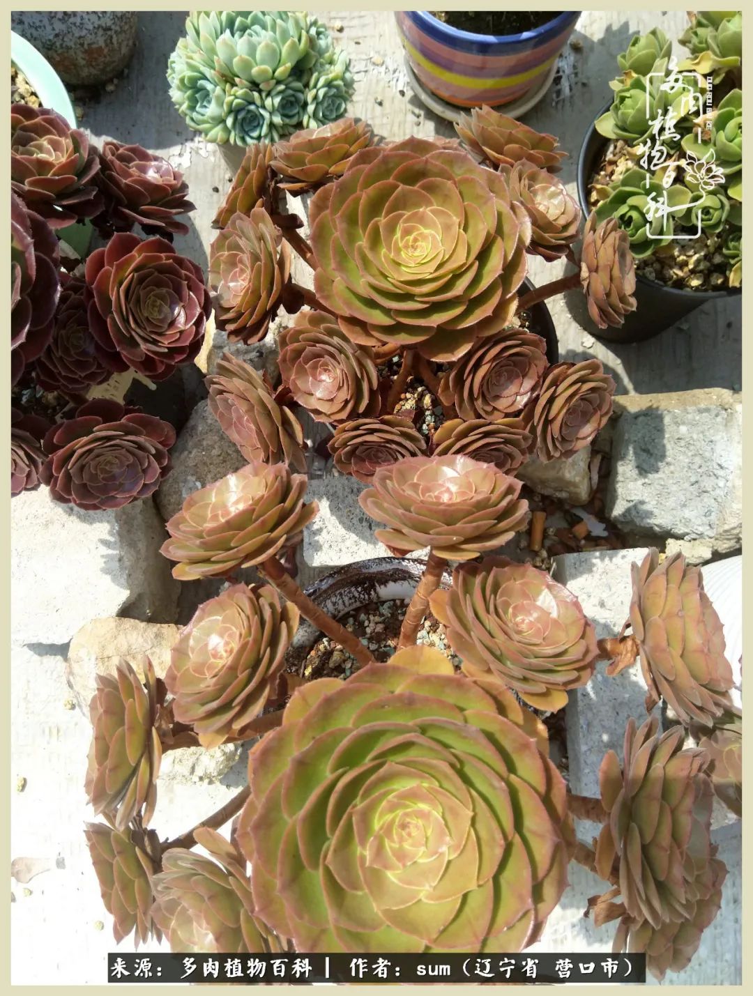 养多肉是一个很治愈的过程,养多肉是一种爱