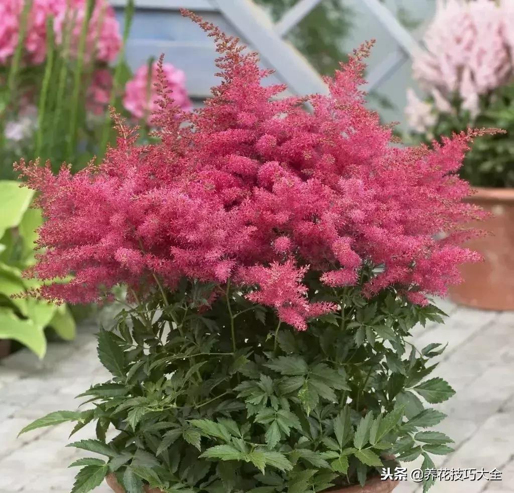 养在家里可以开花结果的植物,落新妇这种花好养吗