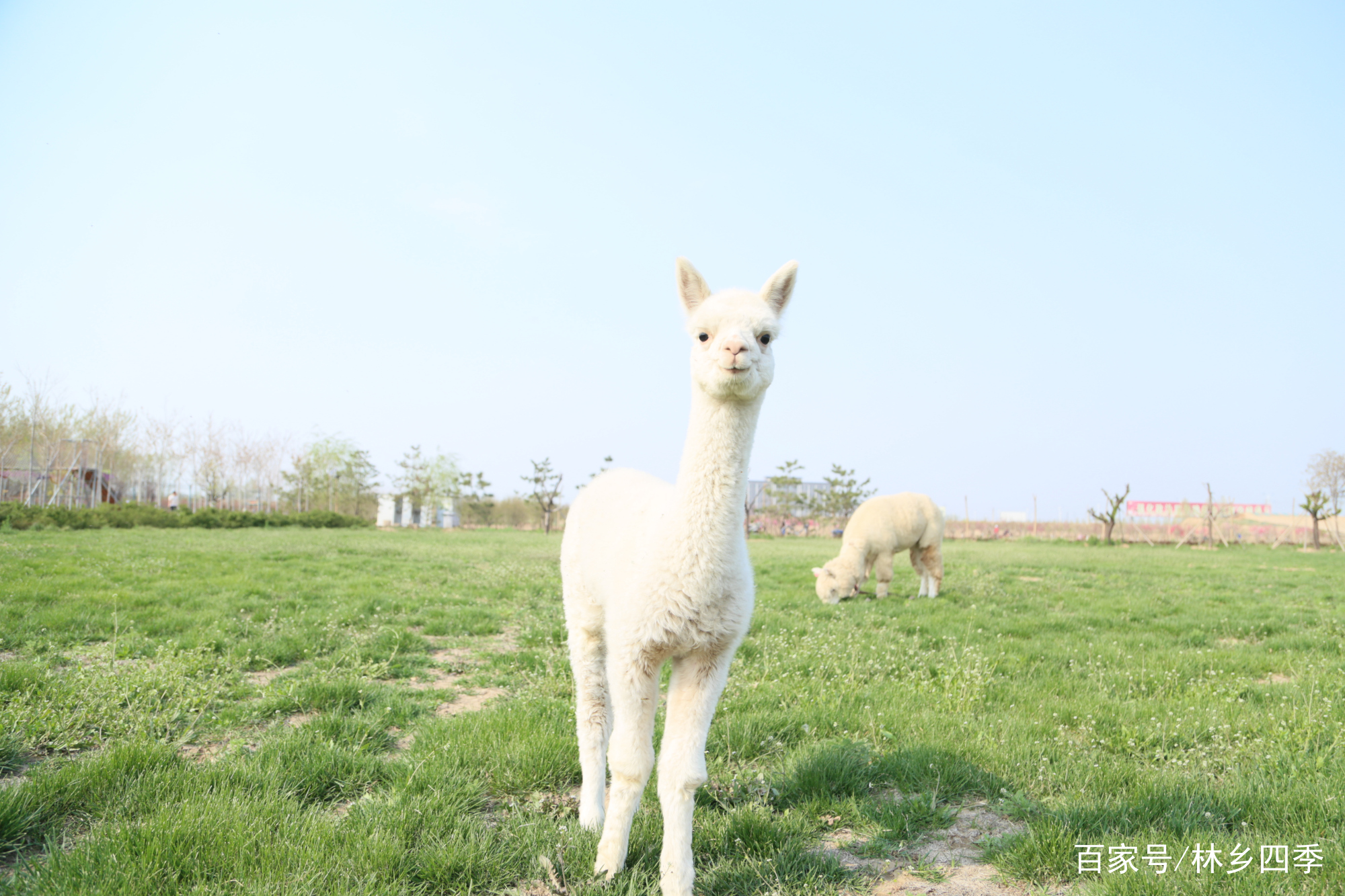 把羊驼带出去遛弯是怎样的体验,林乡四季羊驼