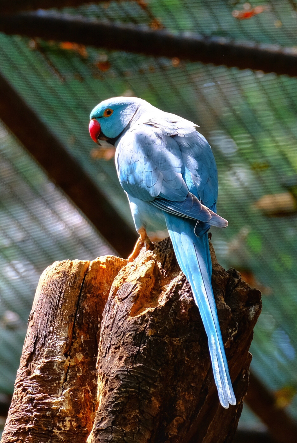 毛里求斯陈小春,毛里求斯马克吐温