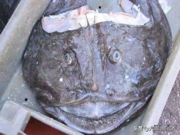 作为潮汕人，这89种海鲜你都能对上号吗