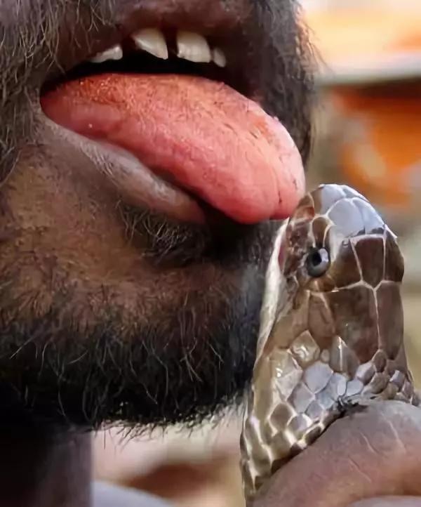 吸蛇毒中毒,吸蛇毒血片段