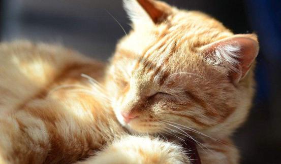 猫咪晚上不睡觉要怎么办,猫咪晚上不睡觉怎么办