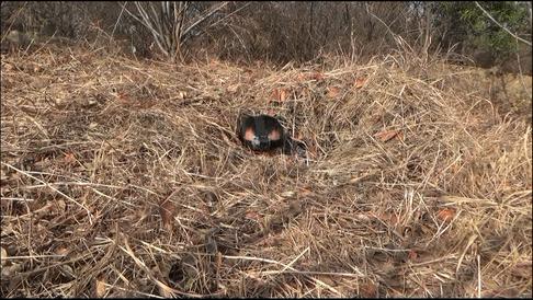 野外生存中木炭的作用和功效,木炭的用途及其对应的性质