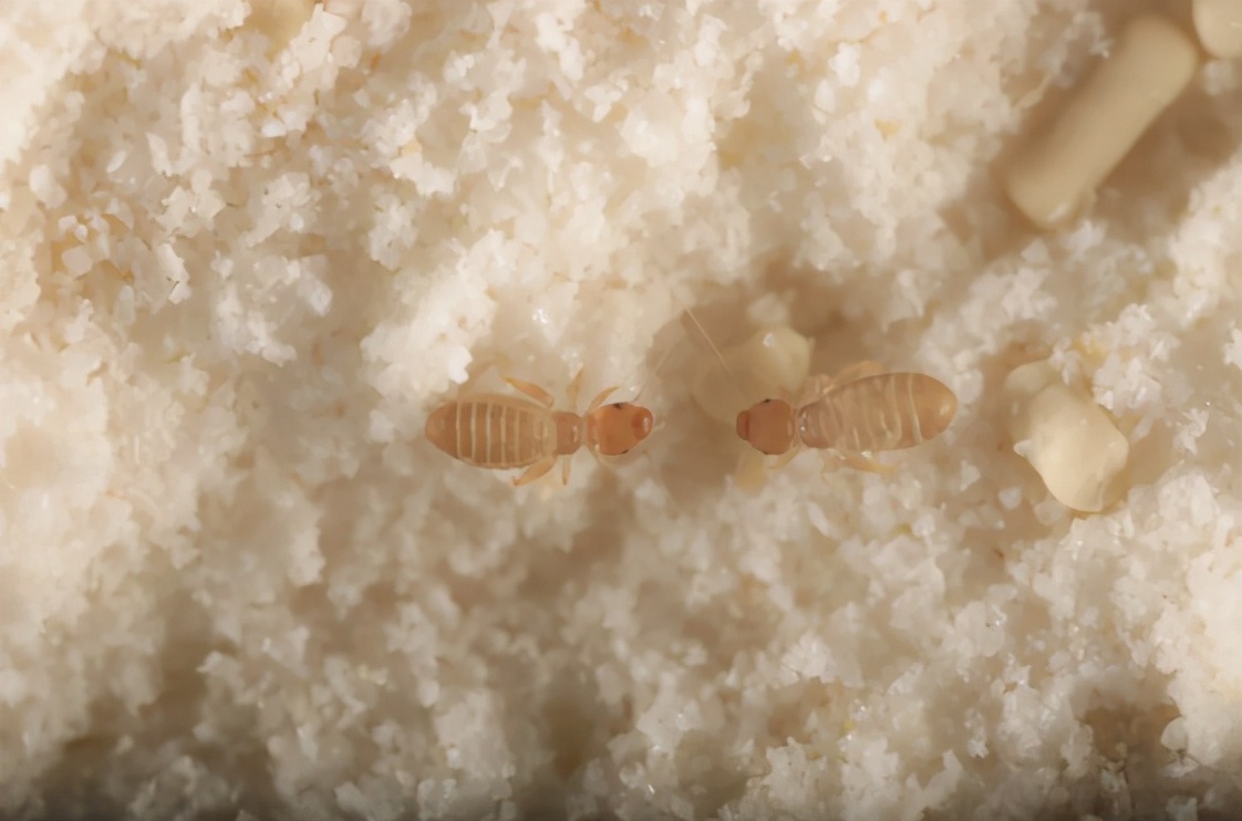 常出现在家里的虫子有哪些,家里出现很多微小的虫子怎么办