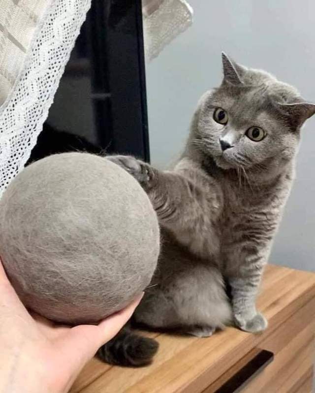 猫咪吐毛球用什么化毛膏,猫咪吐毛球了怎么办化毛膏