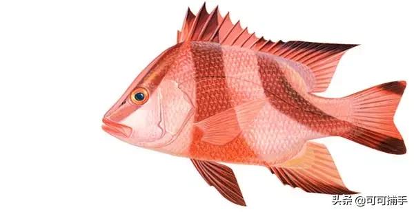 你不知道的海洋里面有什么,十种你没见过的海洋生物