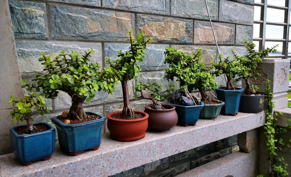 金枝玉叶的叶子一直干怎么回事,金枝玉叶叶子一碰就掉什么原因