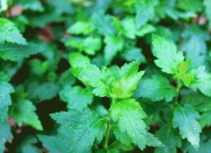 来南京必做的16件事,在南京必须知道的90个常识