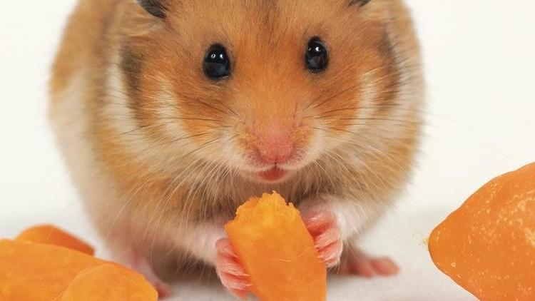 养仓鼠的十大禁忌,养仓鼠的十大禁忌入门必知