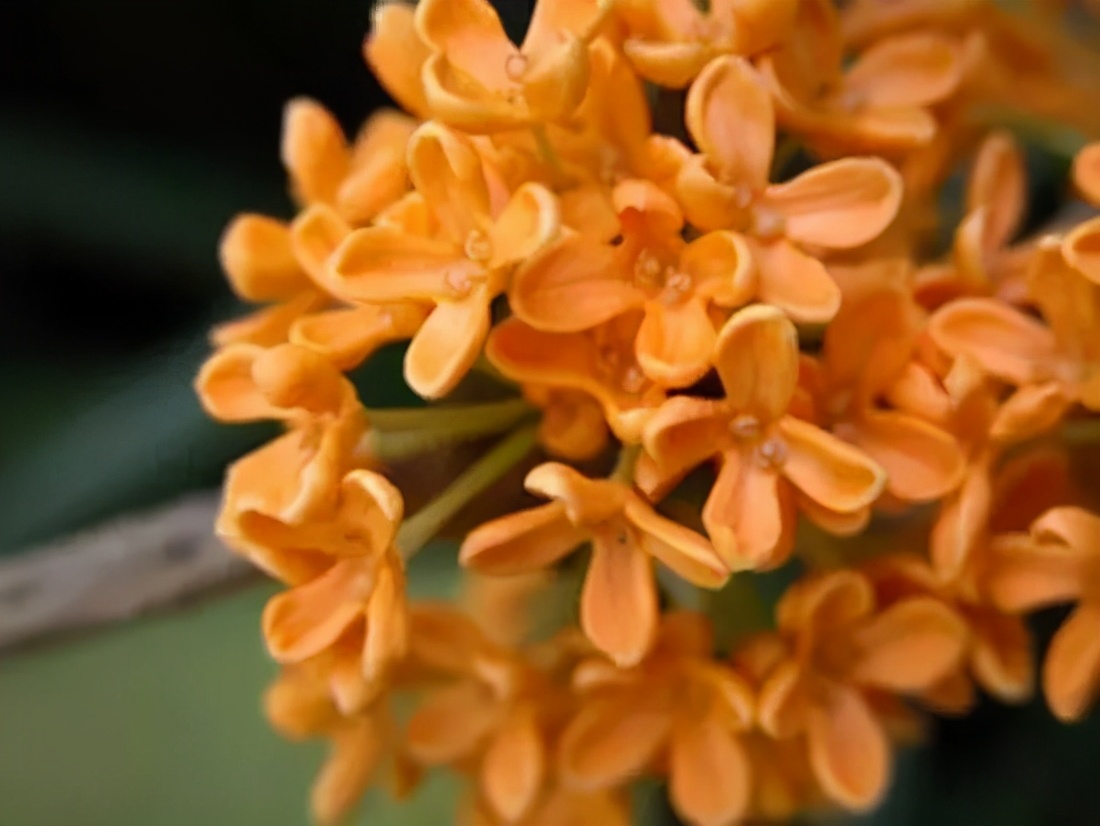 桂花发了好多新芽,桂花品种对比一览表