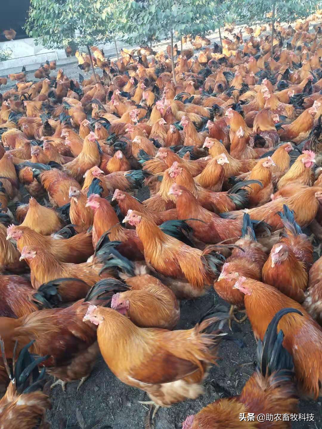 效果极佳的“多功能增强型双黄连散”原生中草药组方