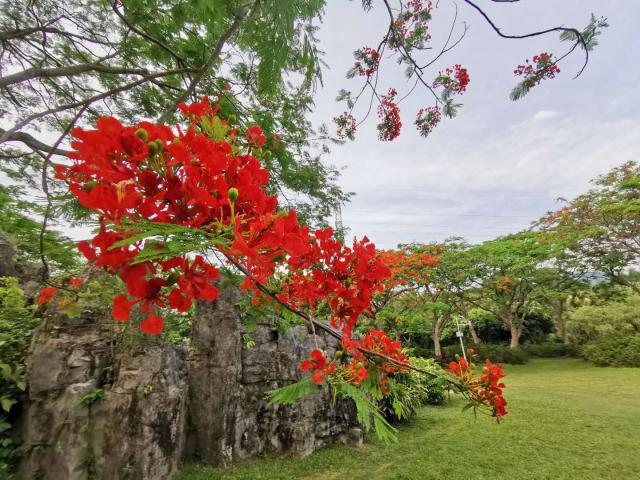 东湖公园凤凰木,深圳东湖公园凤凰木花开了吗