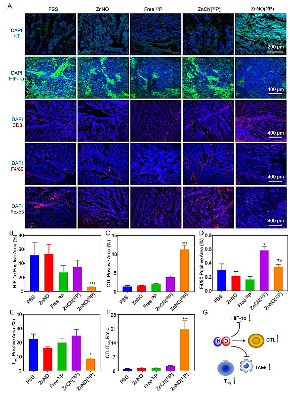 刘庄团队:自激发二维纳米材料,增强核素-免疫联合治疗