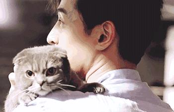 养猫必须做的5件事,老手养猫才知道的六件事