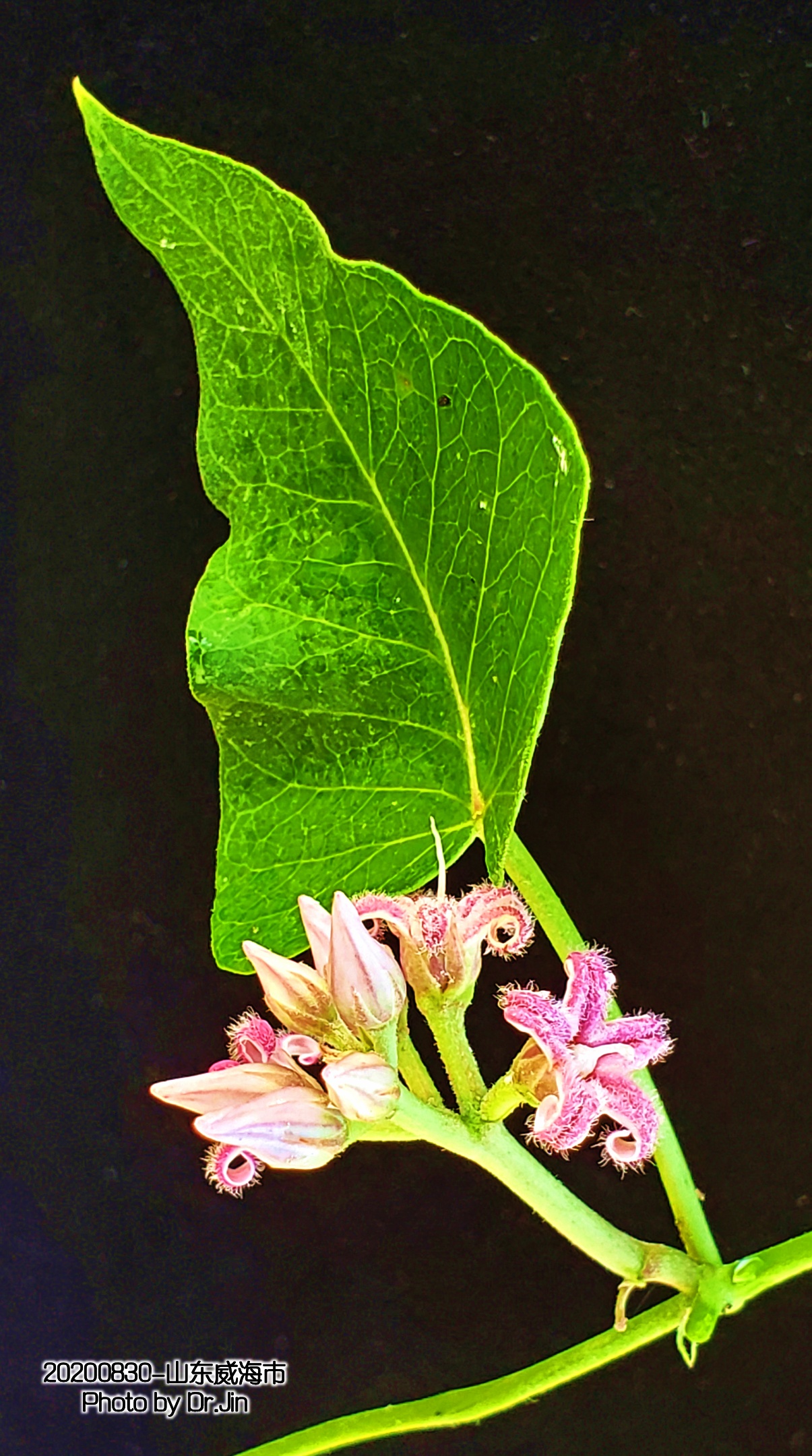 金行博览：补虚劳，益精气-萝藦