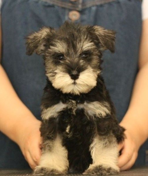 黑白花四眼宠物狗是什么品种,宠物狗智商排名前十名的品种