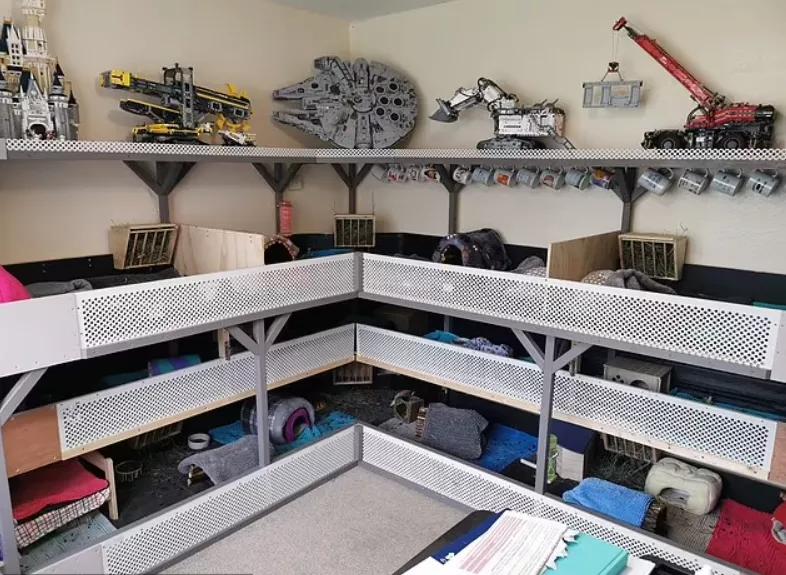 一群母豚鼠混入一只公豚鼠后：生几十只鼠崽，铲屎官年入几十万