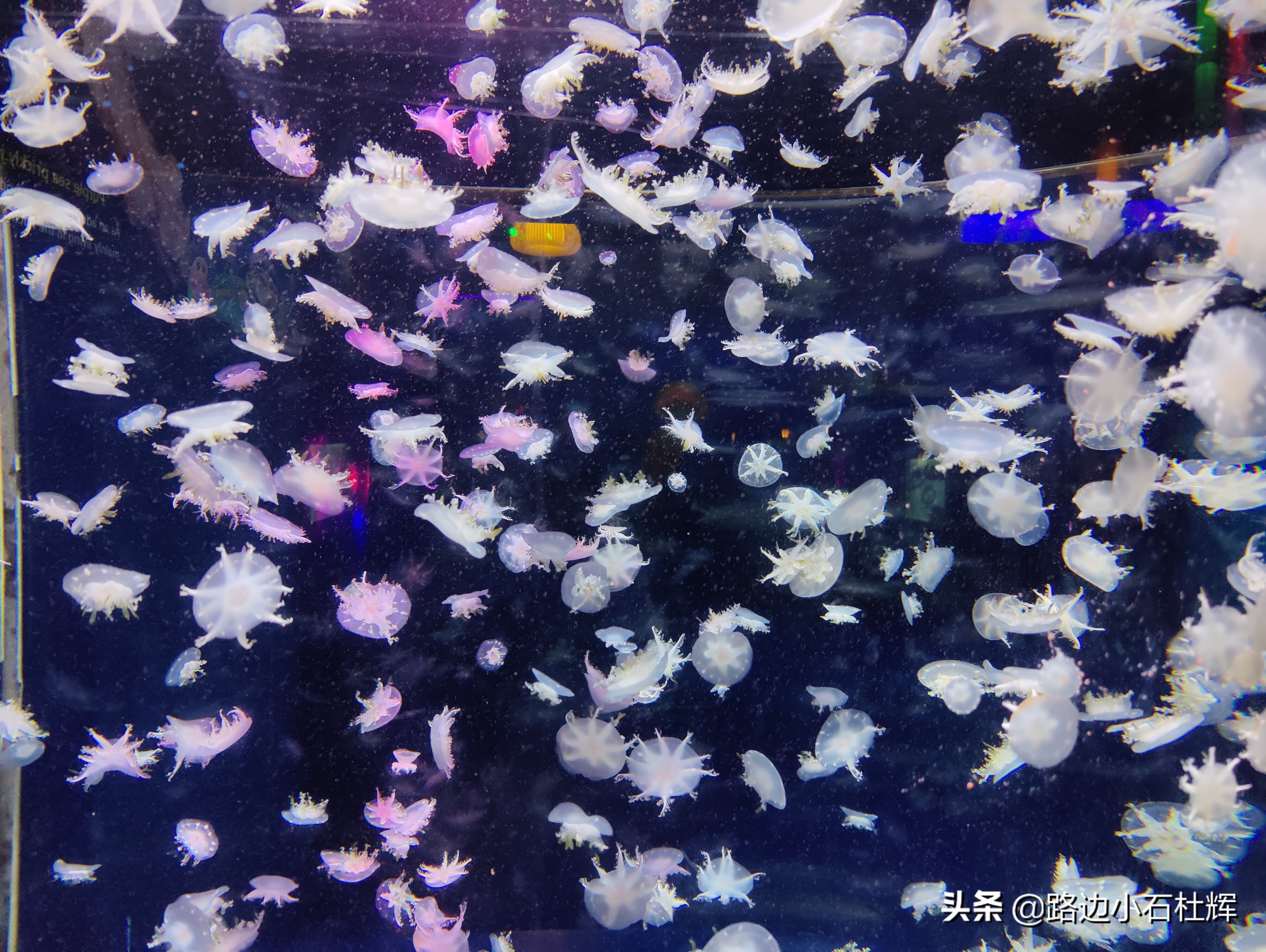 北京海洋馆海底世界游玩攻略,海洋馆北京海底世界游玩路线