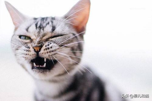 2种方法帮猫咪刷牙远离口腔疾病,猫咪的牙吸收问题怎么治疗