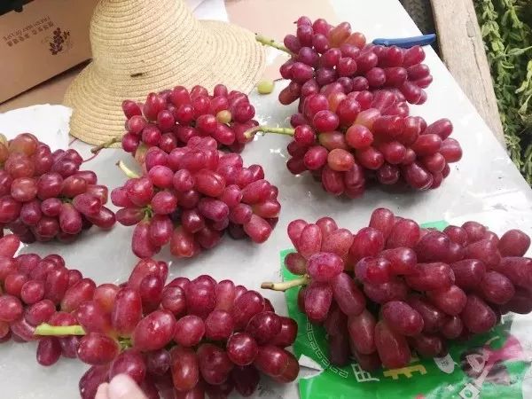 最推荐种植的葡萄品种,最好种植的葡萄品种
