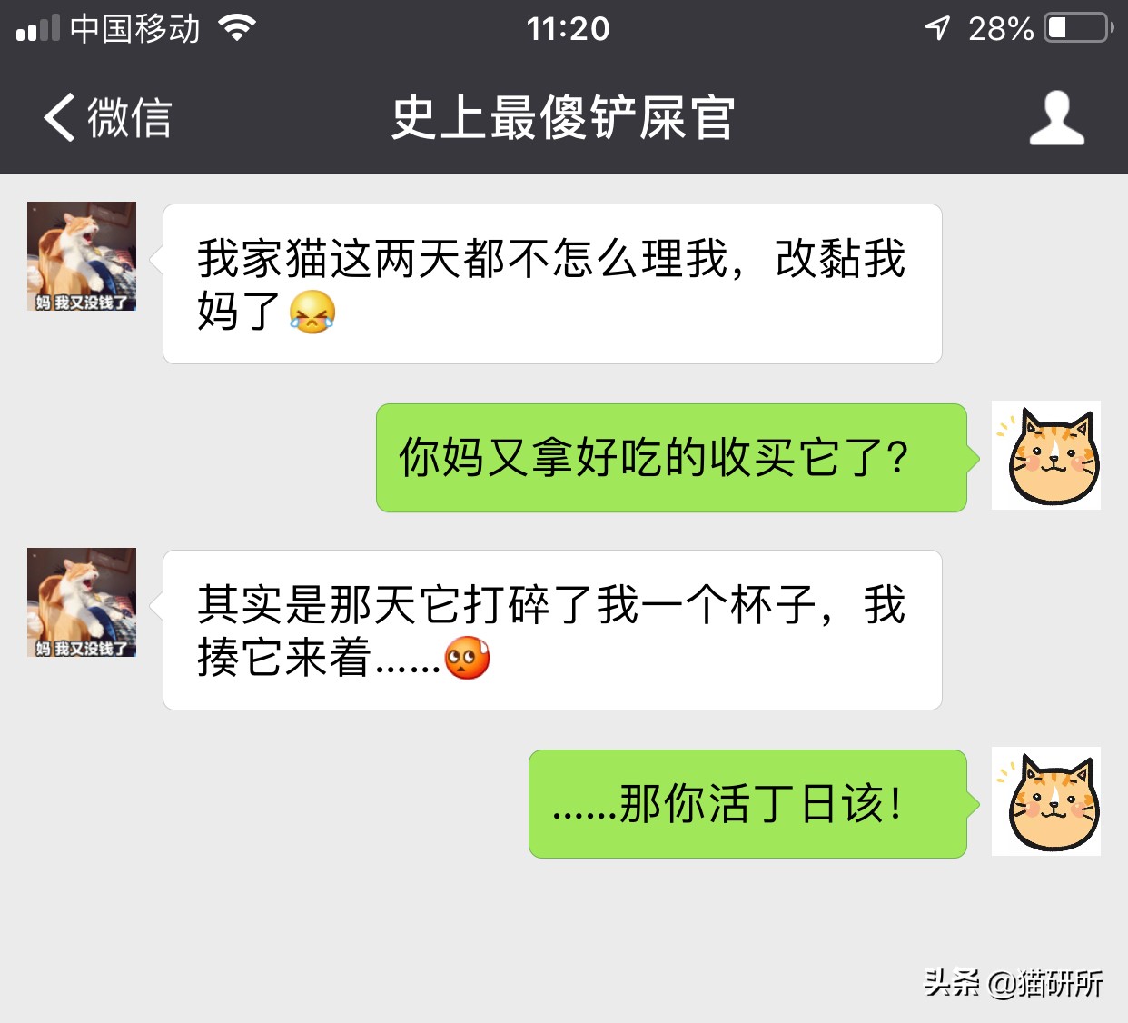 猫咪被家暴怎么走出心理阴影,对猫实施过暴力怎么办