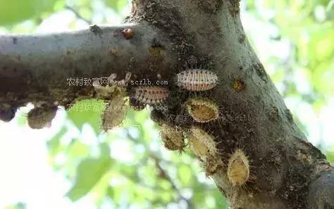 果树蚧壳虫怎么根除4月,果树蚧壳虫最快消除办法