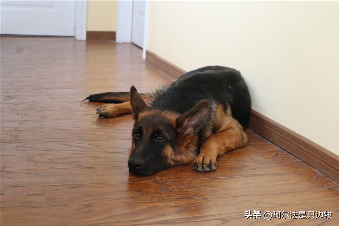 德牧讨人嫌,德牧为啥那么温顺