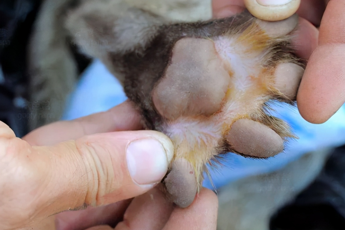 猫科家族的平头哥，个头不大却性情凶残，钓鱼猫为何濒临灭绝