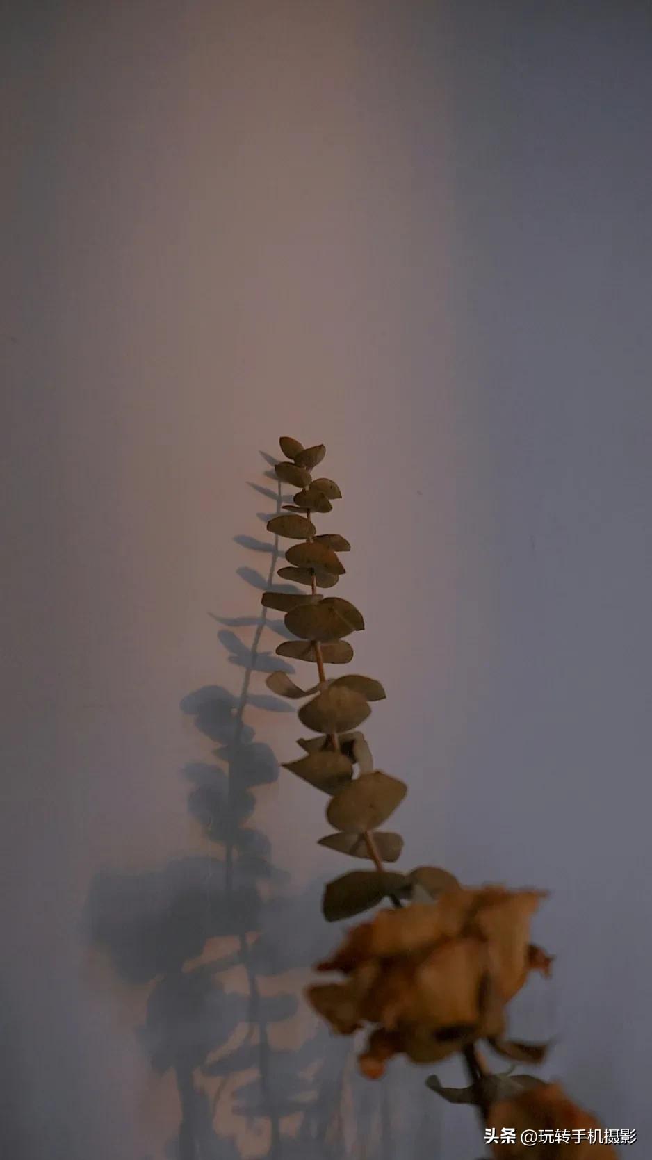 怎么拍花做壁纸,壁纸对花方法