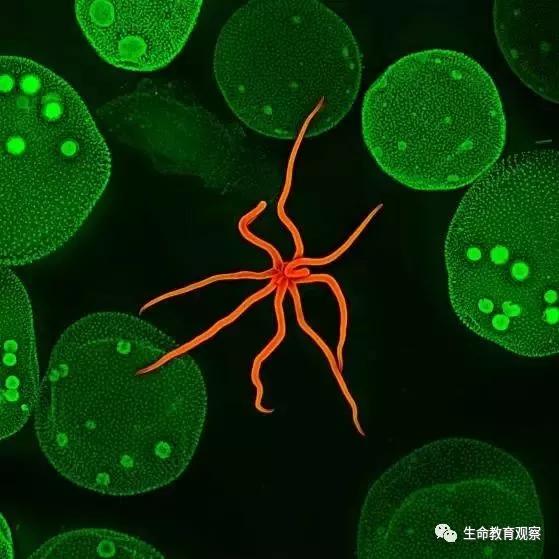 看完后，整个人都有点不对劲了（传播生物知识）