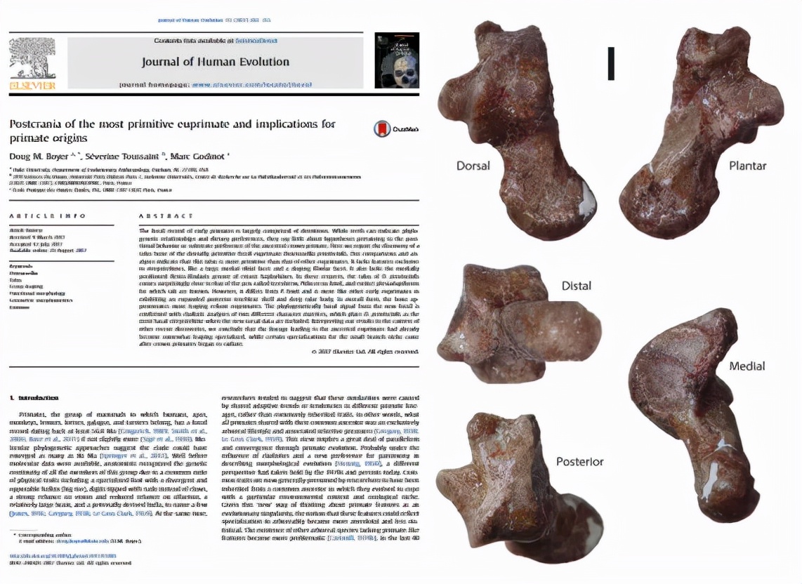 跳绳易犯错误及纠正,跳绳预防脚踝损伤
