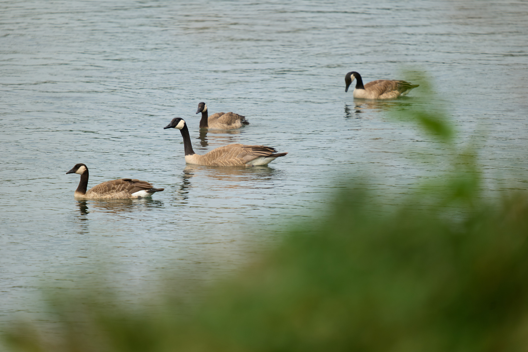 适马sigma60-600mm拍月亮,适马sigma18-50mmf2.8dcdn测评