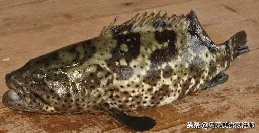 名贵海鲜干货有哪些品种,名贵海鲜水产品种类