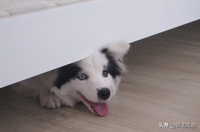 狗狗胆小怎么驯服,狗狗胆小怎么训练最有效