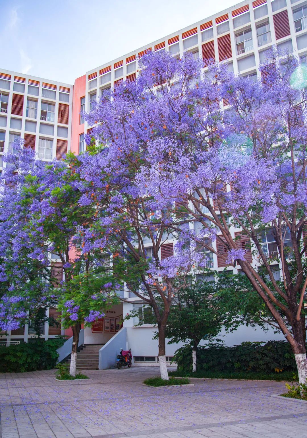 校园|遇见.初夏属于十中的紫色烂漫