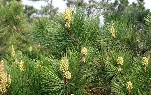 中草药防治鱼病效果好的有哪些,专治鱼病的中药配方