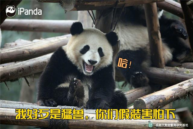 大熊猫在外国有多红,大熊猫外国人印象