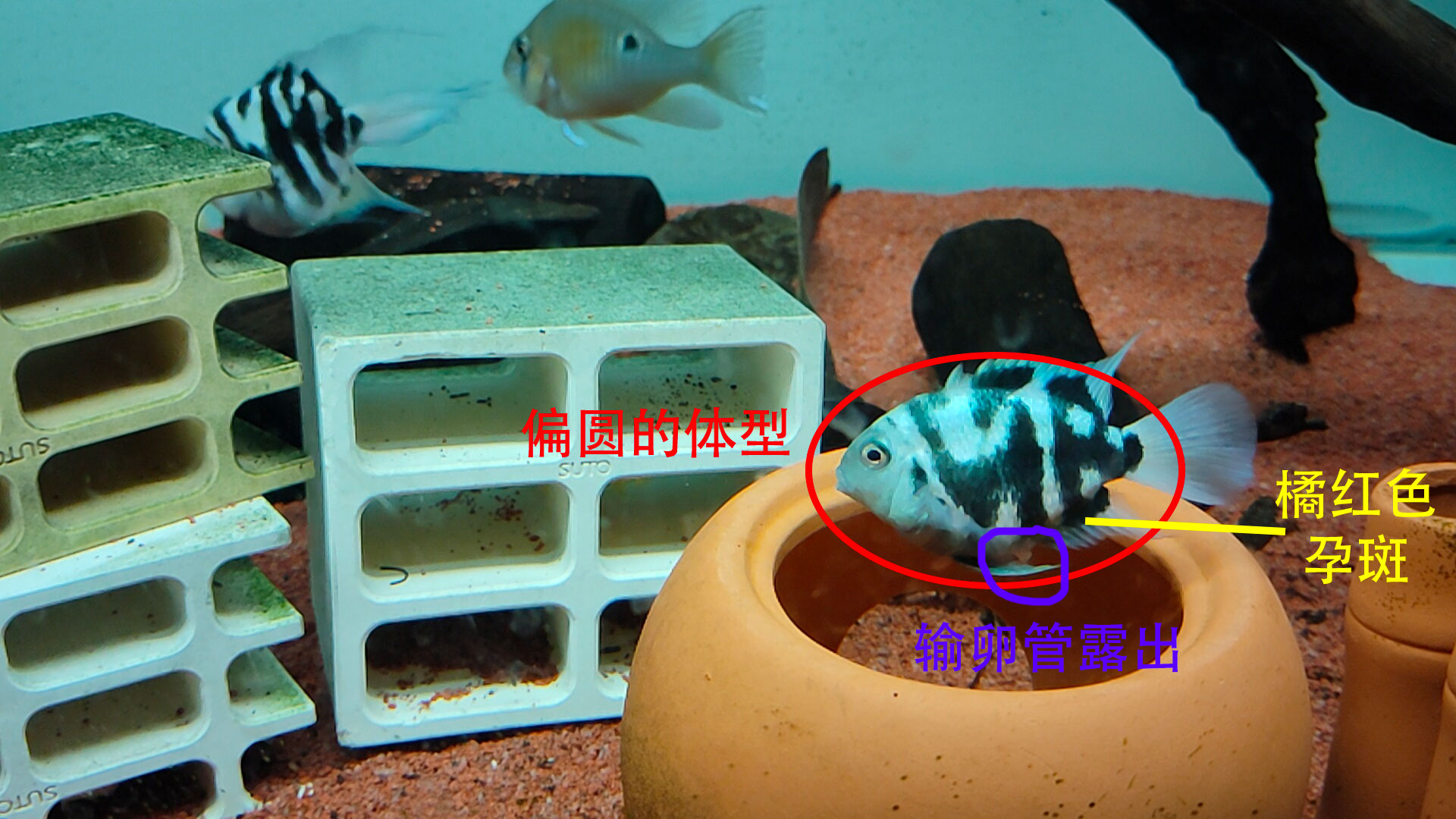 2至3厘米的迷你鹦鹉鱼怎么分公母,迷你鹦鹉鱼公母打架怎么繁殖