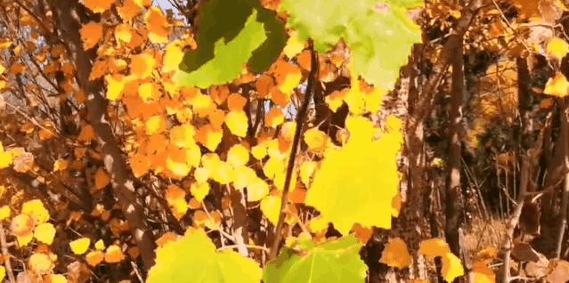张家口市洋河河道,洋河风景