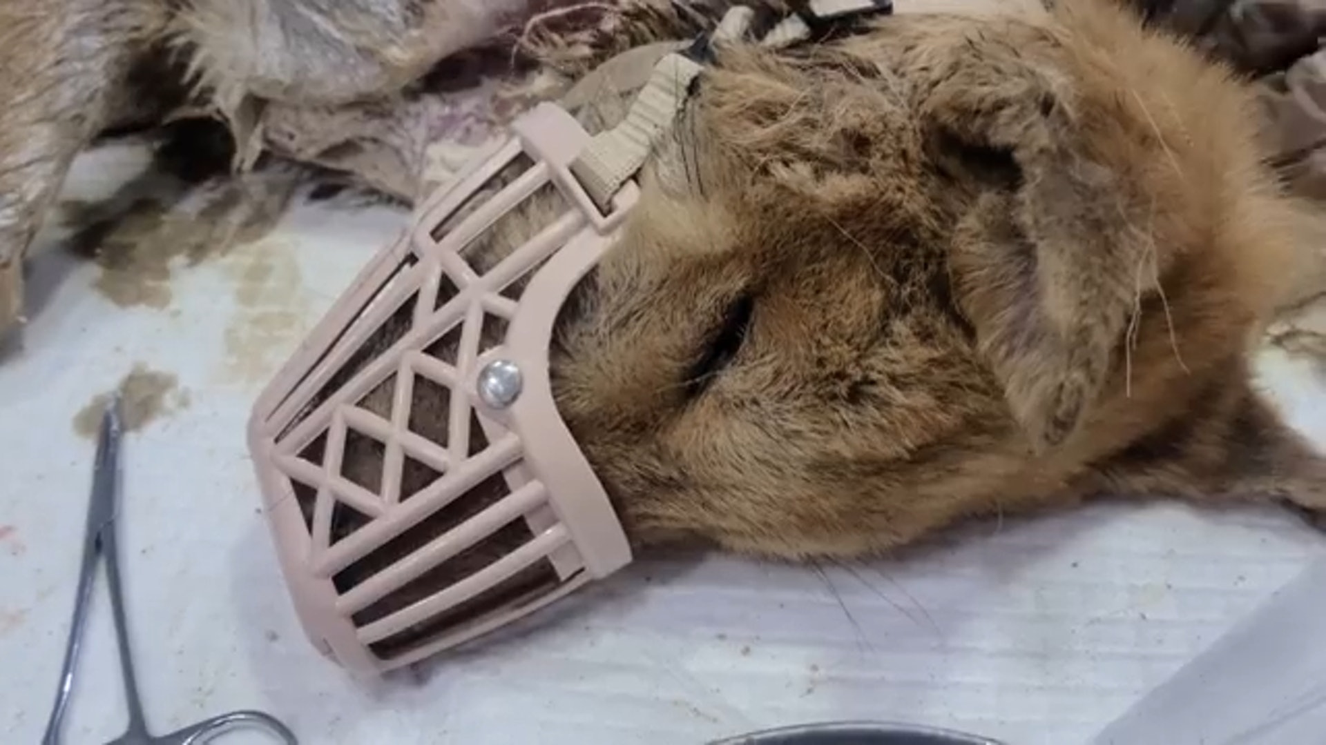 牵引带成了夺命符，狗狗被从小带到大的牵引带*绑捆**致死