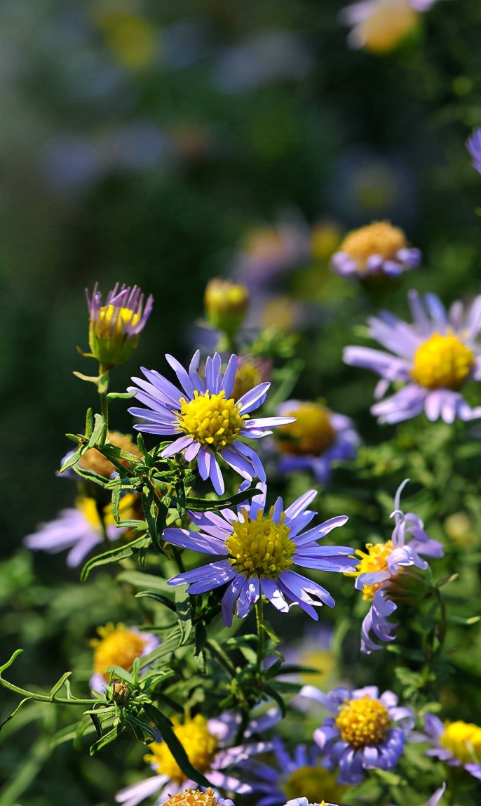 三人行古诗朗诵,三人行诗歌